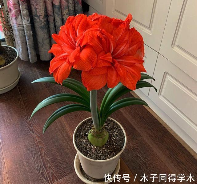 冬季买花就选这九种，冬天也能有花赏，春节变得喜庆、红艳艳