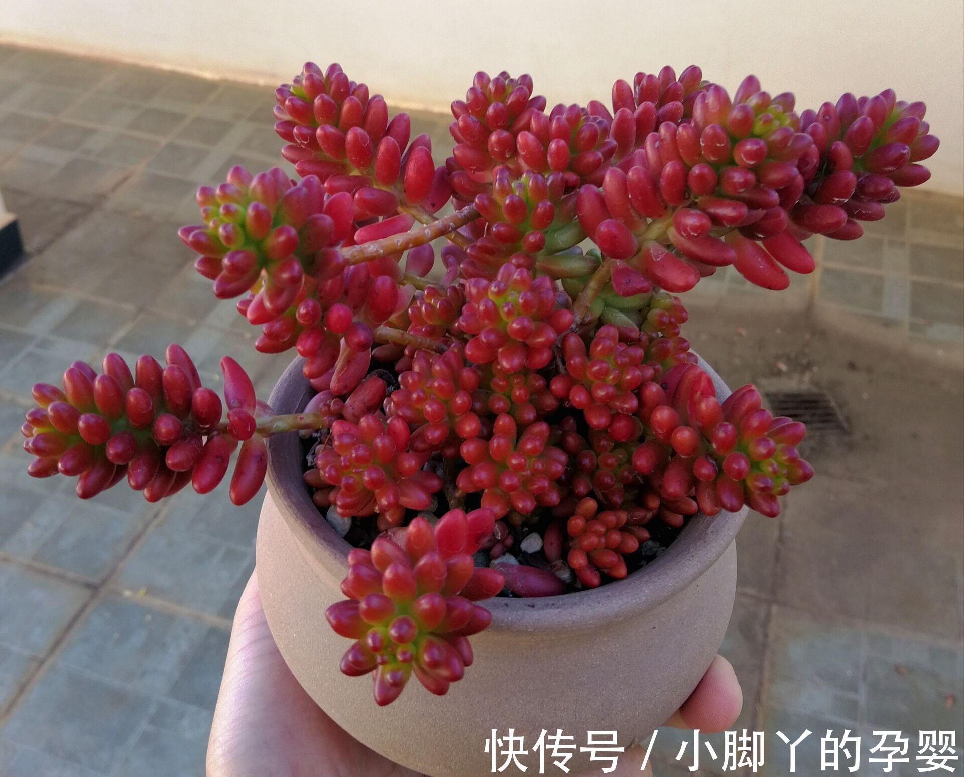 那些你可能不知道的多肉植物小秘密