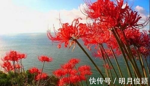 这几种花 毒 性太大了 不管他有多好看都不要在室内养殖 粉紫色 这几种花 毒 性太大了 不管他有多好看都不要在室内养殖 粉紫色