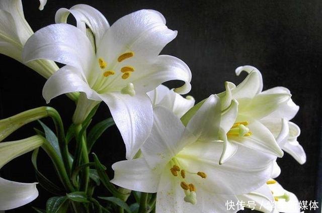 这4种花适合现在种,种下随便养两个月,就开花爆盆!