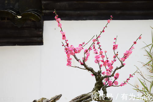 盆景各式各样,叫法各有不同,基础的13种式样,你见过几种