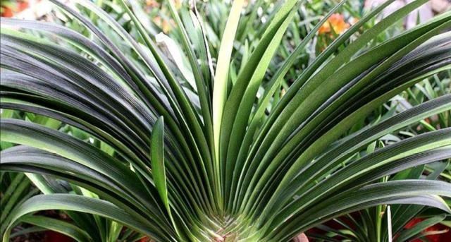 君子兰叶片|君子兰叶子长歪,教你3种方法纠正,株形整齐才更美观