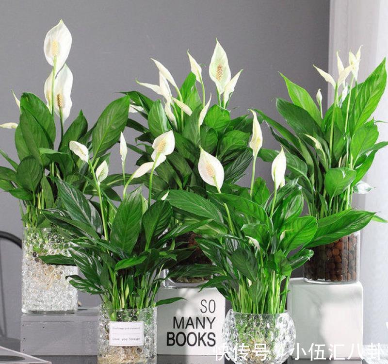 叶片|4种“四季花”，好养又漂亮，一年至少能开300天，值得拥有