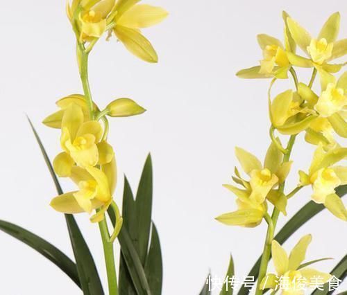 比翡翠还绿的兰花,花色多变,香味持久,种植容易,是养兰人首选
