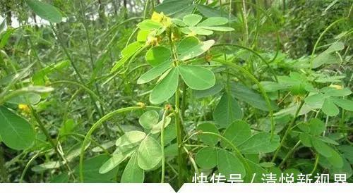 禾本科|小时候常见却叫不出名字的植物,太全了