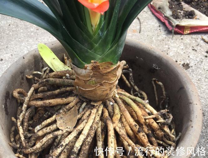 君子兰有3个症状，及时处理，否则花期不开花