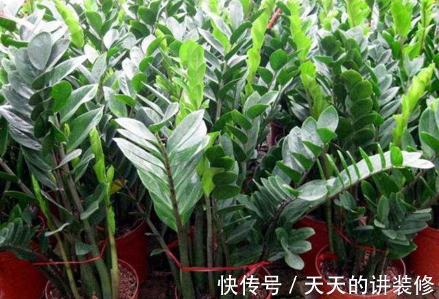 养护|新手养金钱树,做到“两少一多”,长势喜人,还能绽放小黄花