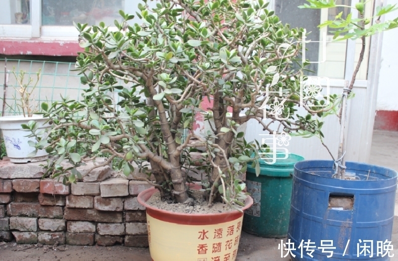 五种便宜花,越老越值钱,六年就成桩,身价翻番,可当“传家宝”