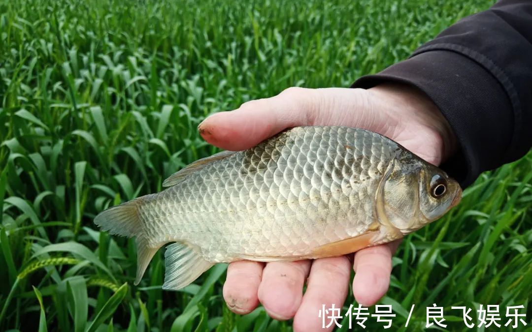 秋季|秋季养生,老中医告诉你,秋季可以多吃这4类东西,大补且养生