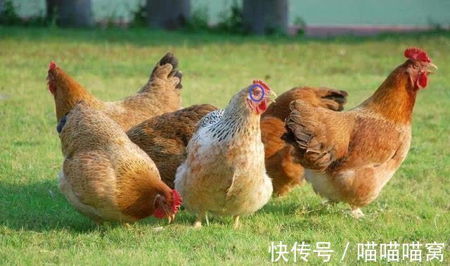 俗语#为啥说:鸡睛不可交,犬眼休为伴?鸡睛犬眼长啥样?古人的识人术