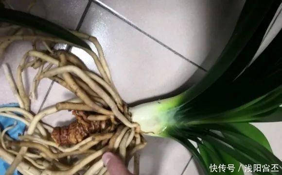 30年的君子兰,长出粗壮大老桩,砍还是不砍!