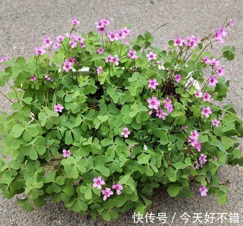 4种花10月份要及时翻盆,今年才会继续开花,不然全烂在盆里