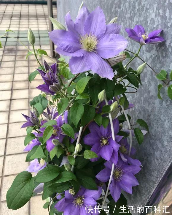 品种|此几种铁线莲特别耐热,你值得拥有