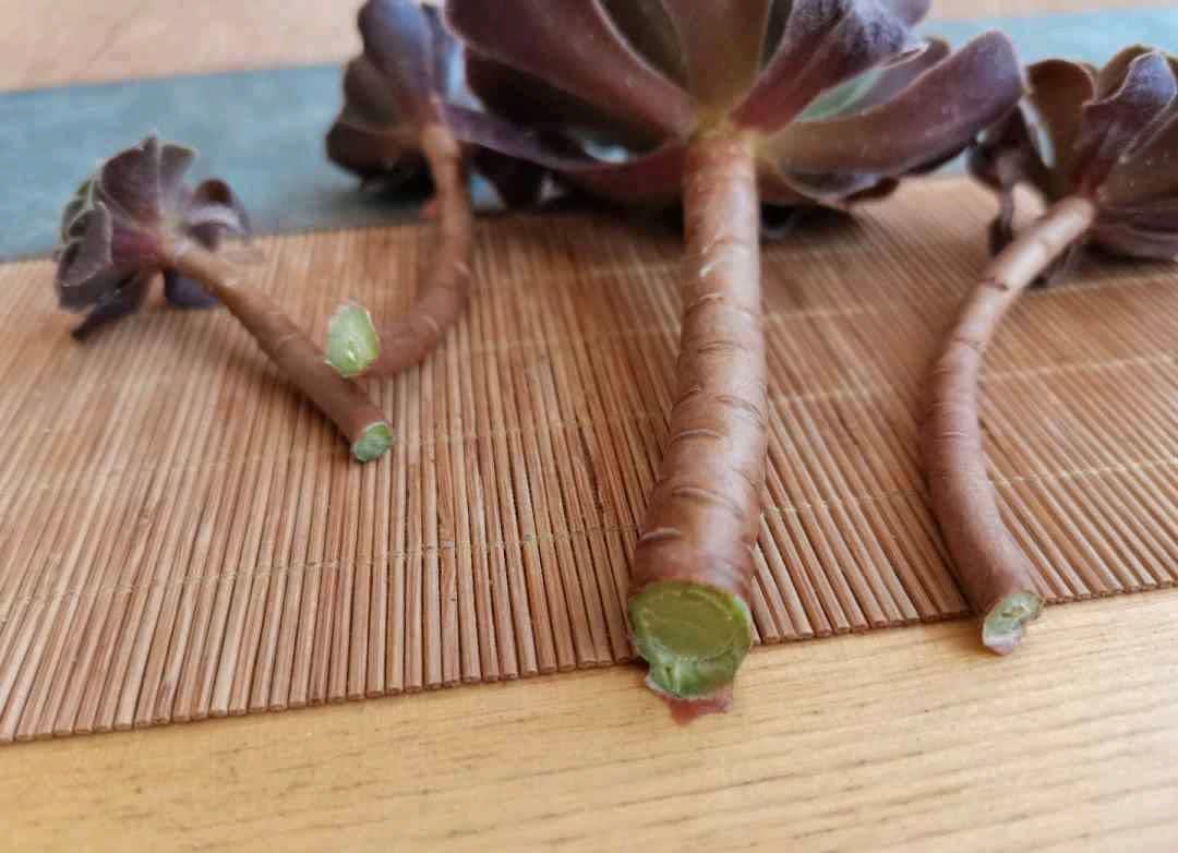 春天,这八种花剪个枝插土里就活,养养就开花,错过就要等明年了