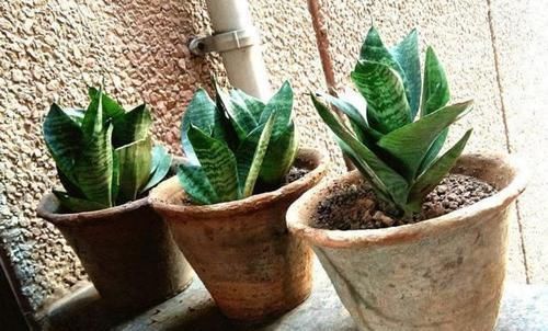 土壤|养花土壤万万要这样松,否则又干又硬,难怪你家植物总养不活