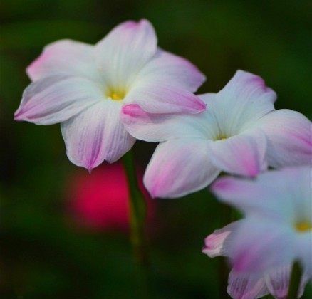 大球|一种可爱美丽的花卉盆栽,很好种,三天就能开花,耐热耐寒,深受喜爱