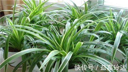 疯长|3种花不怕冷,遇水就疯长,寓意美好,花期超长!