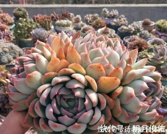 拍照|放在顶楼露养1个月后,给多肉拍照的时候,再也不用开滤镜了!