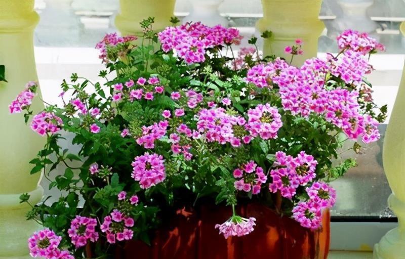 想要窗台美美哒,8种花草养起来,一晒就开花