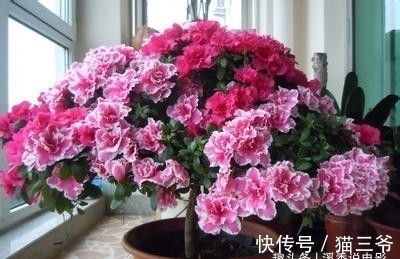 忌讳|冬天养花,浇水有忌讳