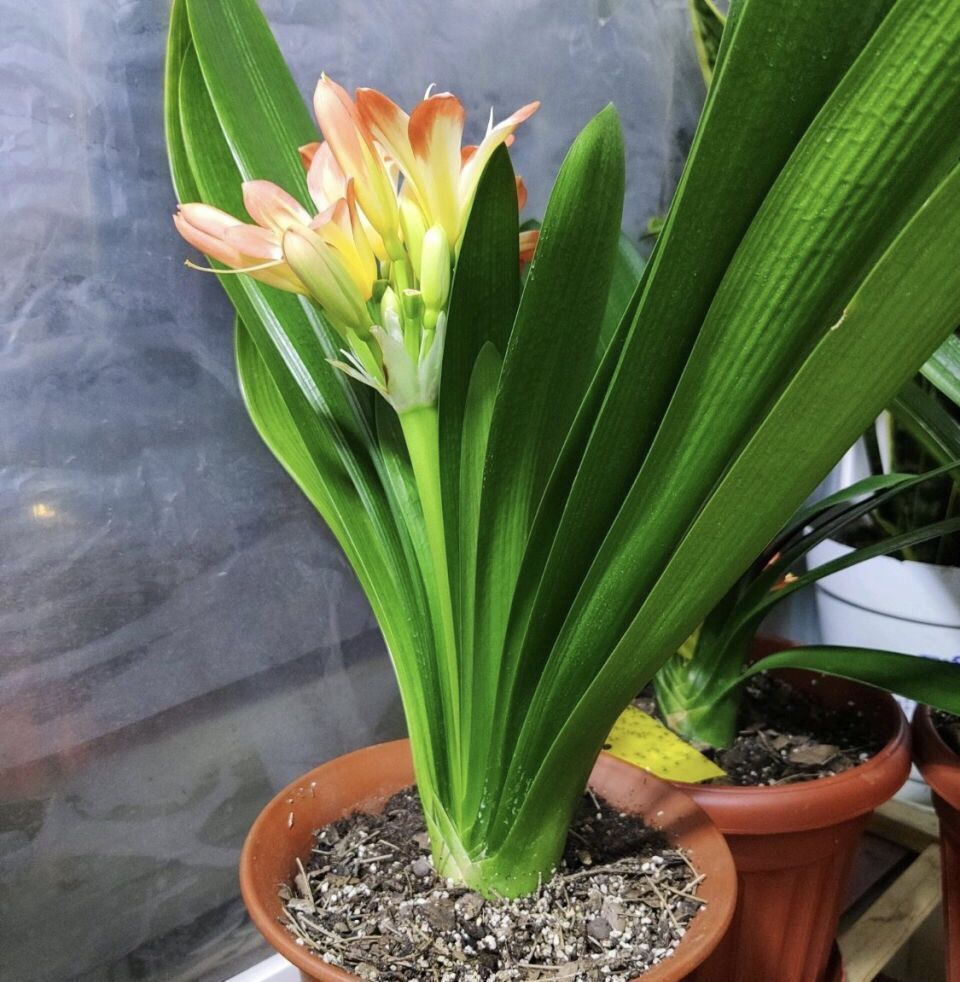 君子兰“养10年”都不烂根,就用了“5个小技巧”,南北方通用