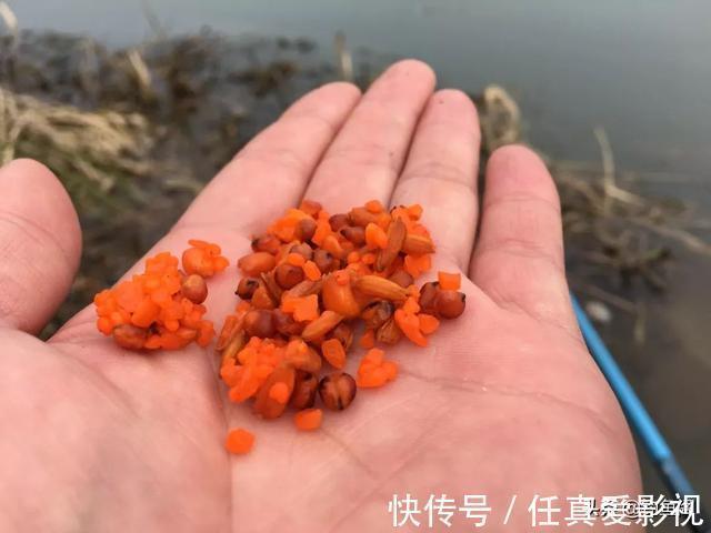 窝料能把多远的鱼诱过来，3米、5米还是10米？别再被骗了