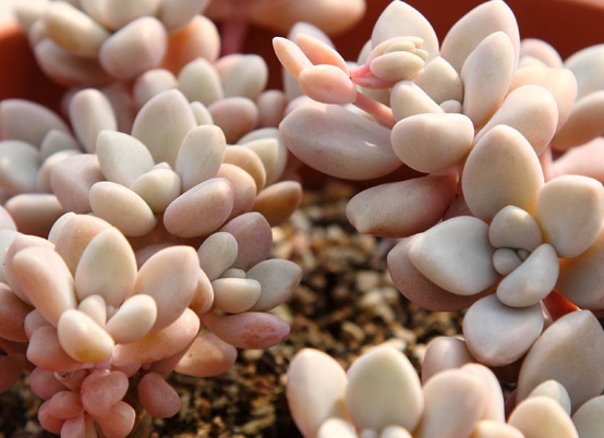 好养活得几款多肉植物,漂亮又好养,简单一样就爆盆