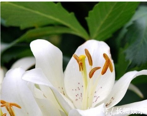 百合花养护“5步走”,花朵硕大高雅,花开爆盆,满屋飘香