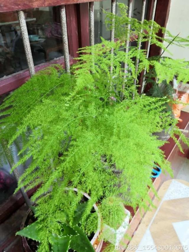 叶子|嫌花长的丑,趁现在砍头,满盆都是新叶子!