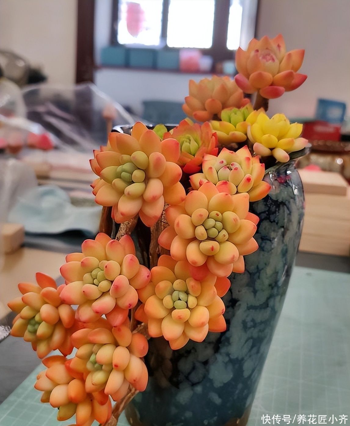 多肉入夏后的 5不要 夏季也能有 颜色 胖嘟嘟的过夏天 粉紫色