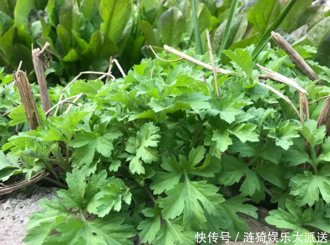 猪笼草|7种花插土里,立马长满院子,蚊虫不敢靠近!