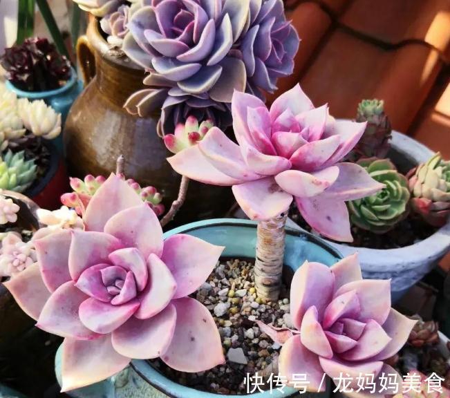 秋天怎么把多肉养得又肥又美?掌握3个方法,叶片饱满又肥厚
