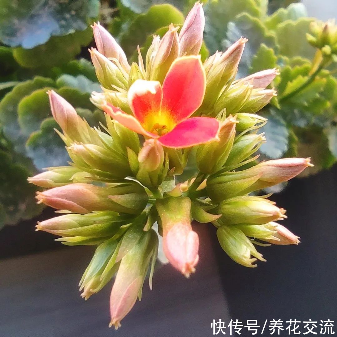 你的长寿花还没开花？可能是夜晚没给它提供黑暗的环境