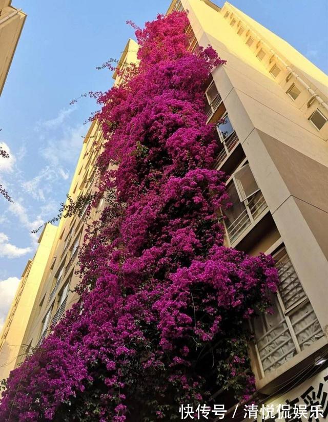 三角梅|家里有小院，种上爬藤花，爬上墙爬上窗，美到极致，天上人间