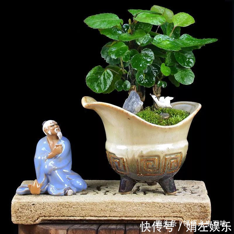 8种与“财”有关的植物,家里养几盆,招财旺宅,人人都喜欢!