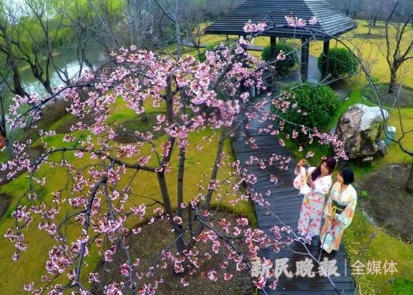 细雨润樱花 雨后景更美