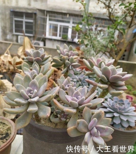 扛把子|养棵冬美人,多肉界的“扛把子”,一长一大片,嗖嗖长成悬崖桩