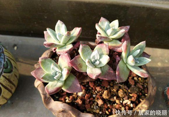 新手养多肉,做到“3步”,一个劲的长,又肥又漂亮,状态好