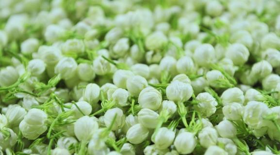 茉莉花|6种北方不适合养的花卉,技术不到位容易死,非高手就不要考虑了