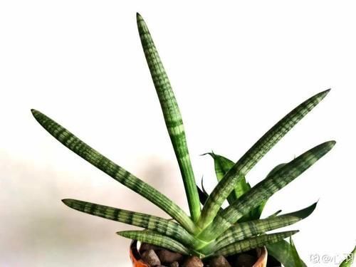 一叶兰|低于5度,6种花一整个冬天不浇水,也能照样活!