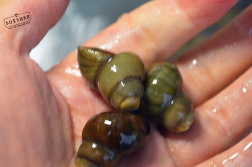 为什么你炒的螺蛳要用牙签才能吃记住2个小窍门,一口吸出螺肉