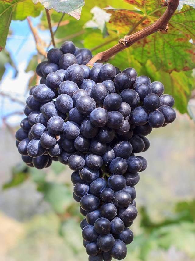 男人味|天然的“雄激素”找到了, 男人多吃点, 补肾养精, 越吃越有男人味