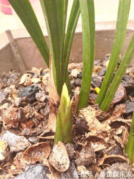 自制养花杀菌水,7天浇一勺,花不生虫不烂根