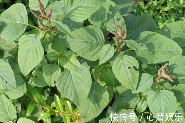 薇菜薇菜|野菜中的“4金剛”，鈣含量是牛奶的2倍，吃過的人都說好！