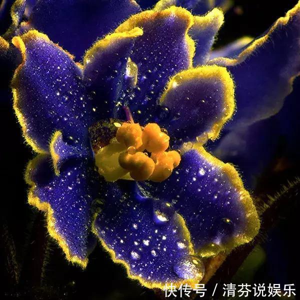 湿润|想要常年都能看见绿植开花，那就养这几种吧，花期超长！