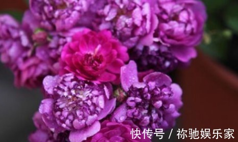 新手养花,不如养盆花中精品“甜蜜马车”,花开爆盆,观赏性极高