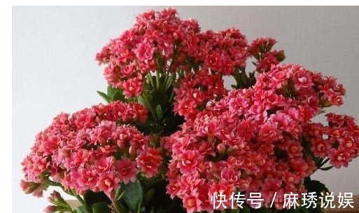 它是长寿花专属“营养液”，家家都有，5天1小滴，叶翠绿花猛开