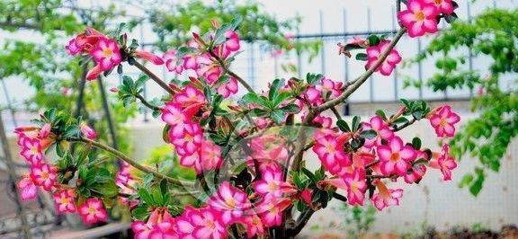 光照|沙漠玫瑰不开花简单“4步”操作，30天开成“玫瑰树”