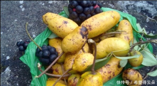 采摘|它现在的价值已不允许再折枝采摘,如果您的家乡也有,请及时重视!