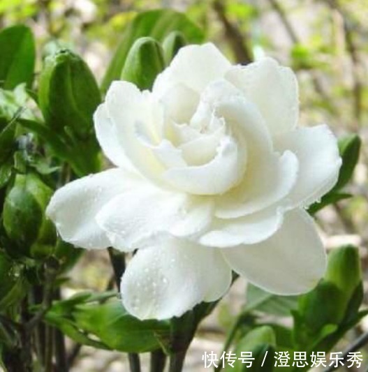 “3种花”最适合养卧室，漂亮又养人，提高睡眠质量，心情好！